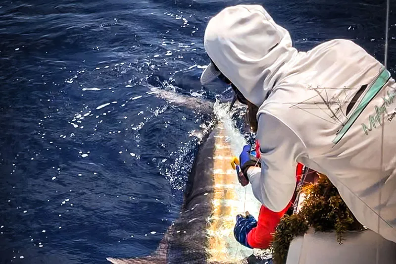 People reeling in a large fish from a boat